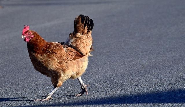 Jeu chicken road à France Jeu chicken road à France